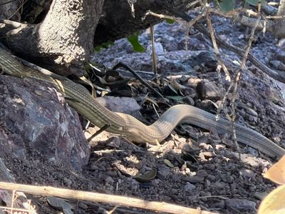 Sonoran whipsnake