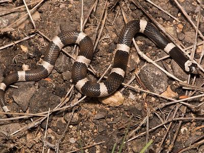 Maricopa leafnose snake
