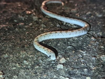 Spotted leaf-nosed snake