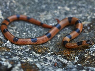 Western ground snake