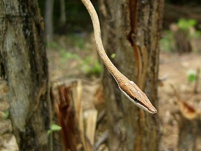 Brown vinesnake