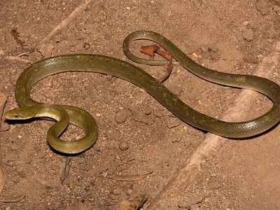 Green rat snake