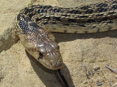 Gopher snake