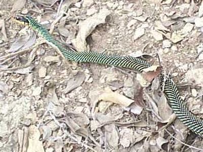 Central American speckled racer