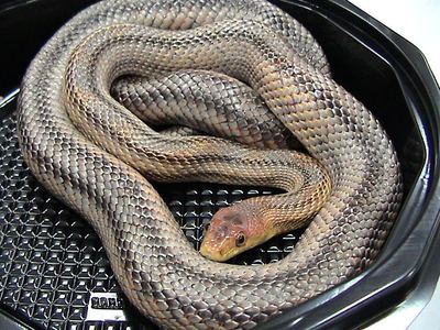 Baird's rat snake