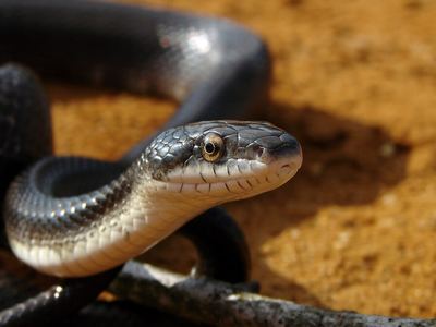 Western rat snake