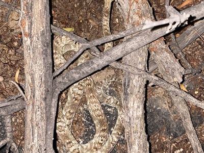Sonoran lyre snake