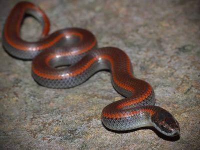 Sharp-tailed snake