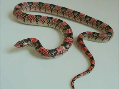 Long-nosed snake