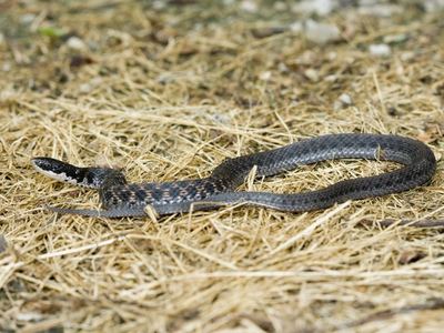 Kirtland's snake
