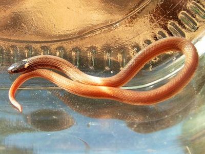 Yaqui black-headed snake