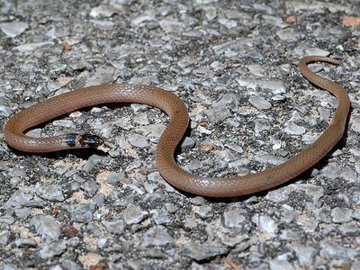 Southeastern crown snake