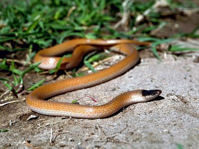 Plains black-headed snake