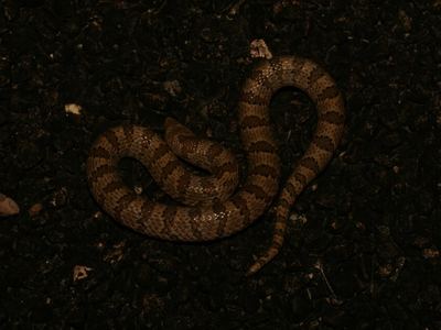 Chihuahuan hook-nosed snake
