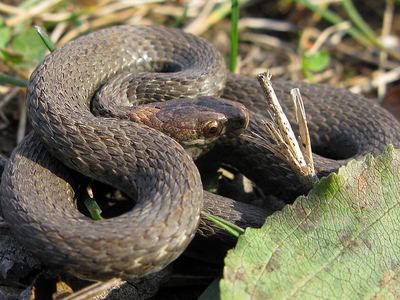 Red-bellied snake