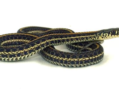 Plains garter snake