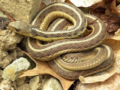 Common garter snake