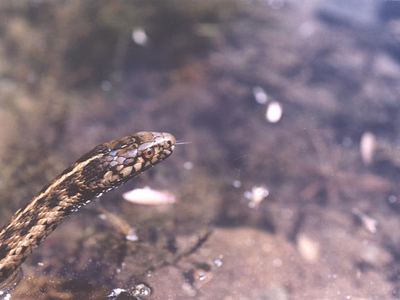 Western aquatic garter snake