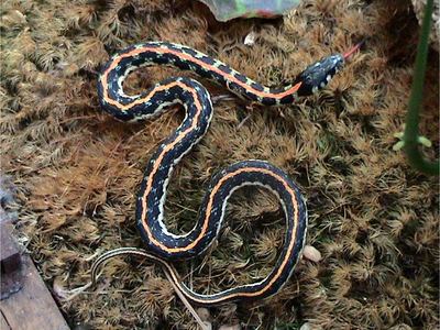 Blackneck garter snake