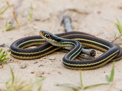 Western ribbon snake