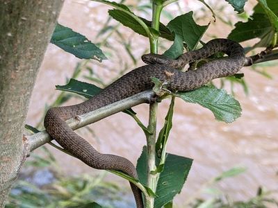 Narrow-headed garter snake