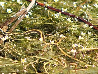 Aquatic garter snake