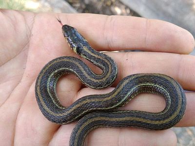 Mexican garter snake