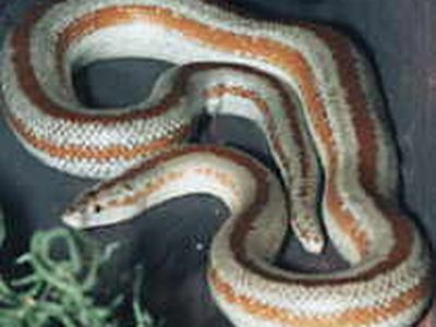 Rosy boa
