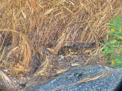 Baja California coachwhip