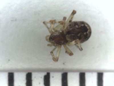 Ohlert's cobweb weaver