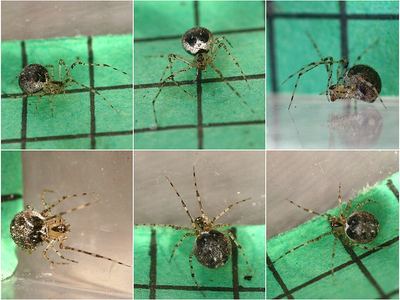 False pirate spider