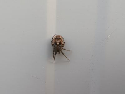 Pacific sector orbweaver
