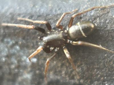 Glossy ant-spider