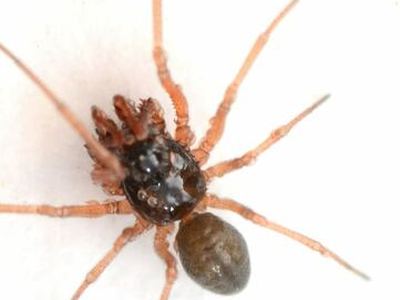 Erigone dentosa