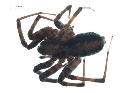 Novalena intermedia