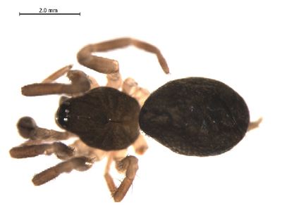 Ash hahniid spider