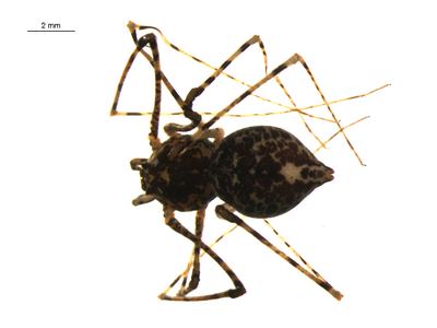 Long-legged tropical spitting spider