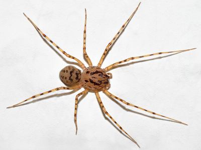 Spitting spider
