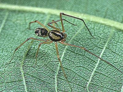 Brown spitting spider