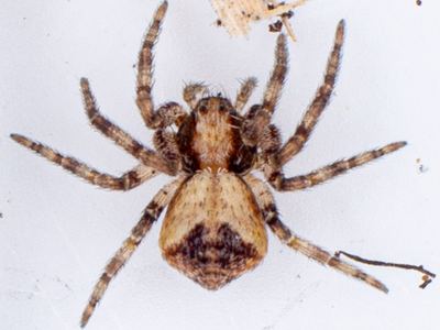 Philodromus gertschi