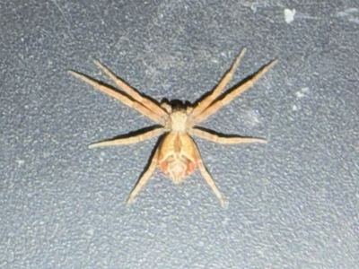 Philodromus floridensis