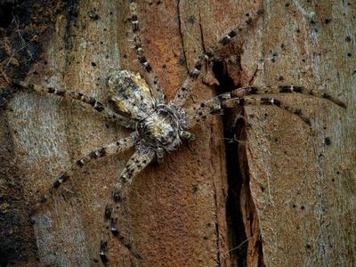 Philodromus spectabilis