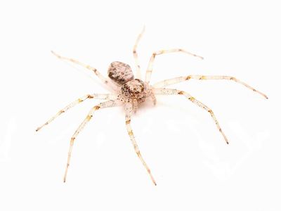 Philodromus placidus