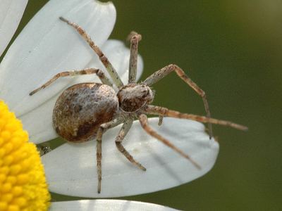 Eurasian running crab spider