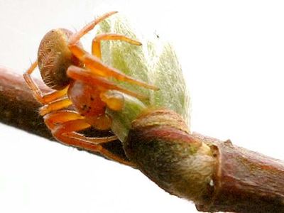 Nearctic white-striped running crab spider
