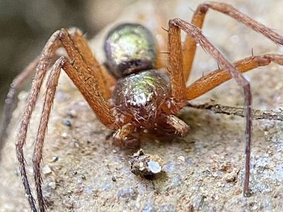 Philodromus imbecillus
