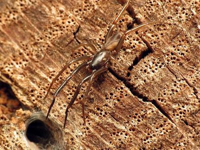 Ariadna bicolor