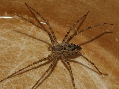 Tinus peregrinus
