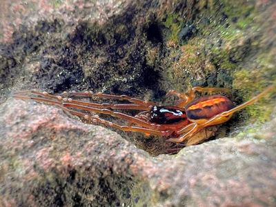 Big-eyed thick long-jawed spider