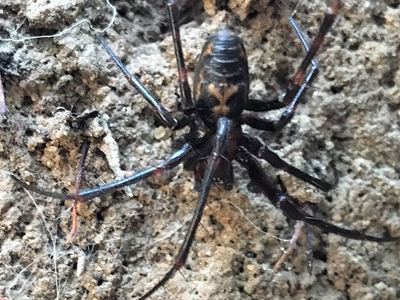 Dolloff cave spider